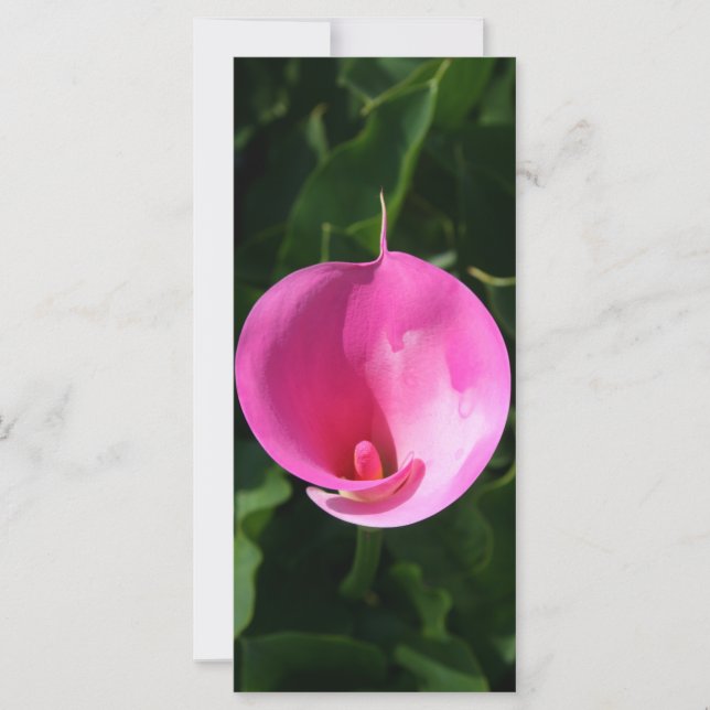 Rosa Lilie (Vorderseite)