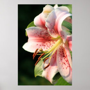 Rosa Lilie! Poster