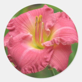 Rosa Lilie - Taglilie Runder Aufkleber