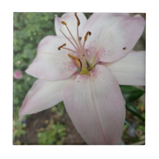 Rosa Lilien-Fliese Fliese