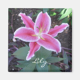Rosa Lilien-Magnet Magnet