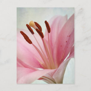 Rosa Lilien Postkarte