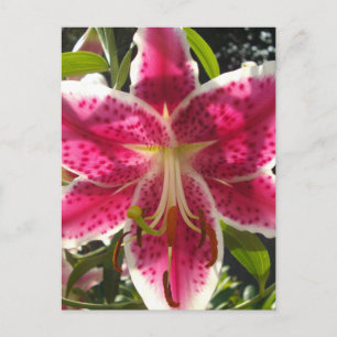 Rosa Lilien Rosa tropische Blume Rosa Blüten Postkarte