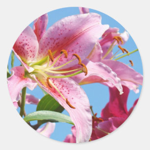 Rosa Lilienblumen-Aufkleber Benutzerdefinierte For Runder Aufkleber
