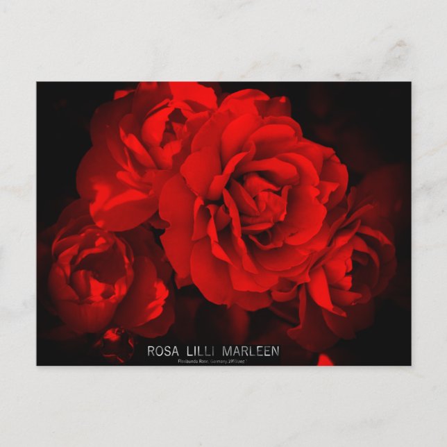Rosa Lilli Marleen : Carte postale (Devant)