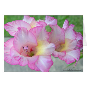 Rosa Lilly-Palete-Messer
