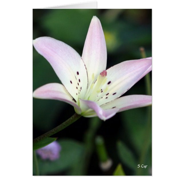 Rosa Lily, S Cyr (Vorne)