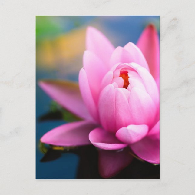Rosa Lippe Postkarte (Vorderseite)
