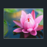Rosa Lippe Postkarte<br><div class="desc">Fügen Sie Ihrem Leben etwas Farbe hinzu!</div>
