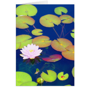 Rosa Lotos-Blume, die mit Lilienauflagen auf Teich