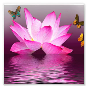 Rosa Lotos-Blume Fotodruck