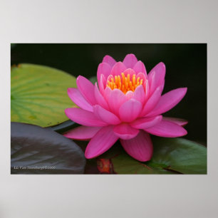 Rosa Lotos-Blumen-Druck Poster