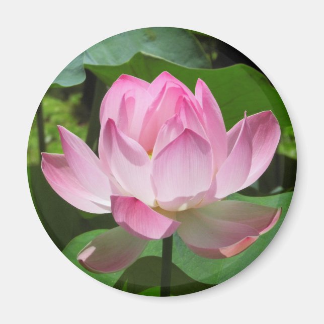 Rosa Lotus Bloom Magnet (Vorne)