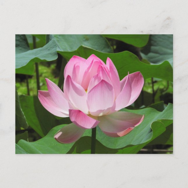 Rosa Lotus Bloom Postkarte (Vorderseite)
