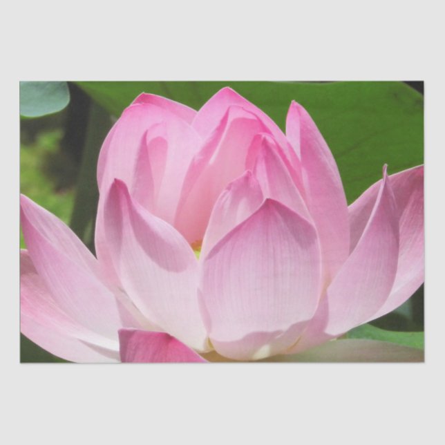 Rosa Lotus Bloom Seidenpapier (Vorderseite)