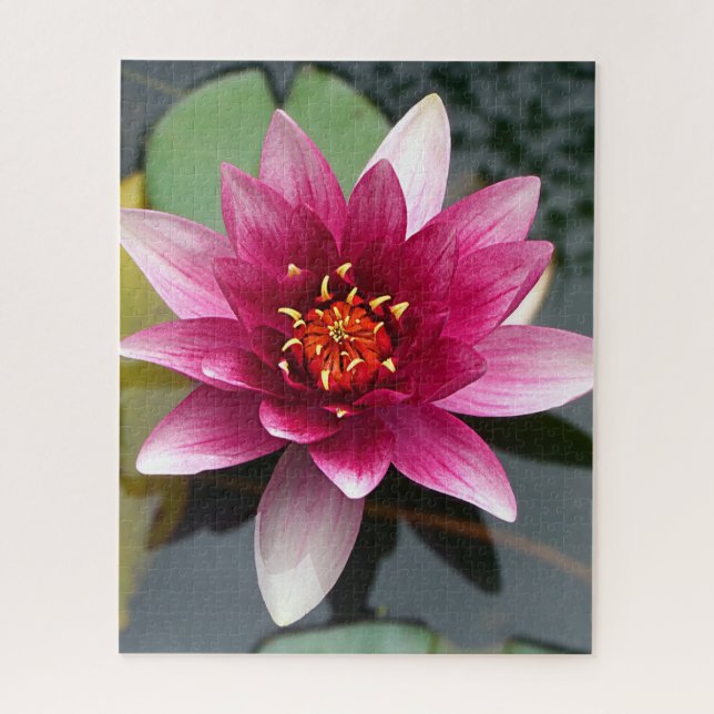 Rosa Lotus-Blume (Vertikal)
