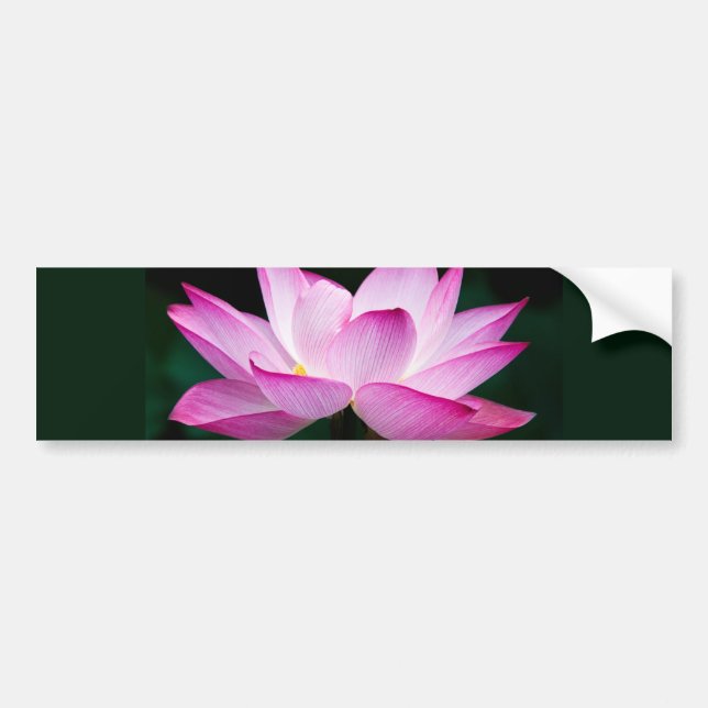 Rosa Lotus-Blume Autoaufkleber (Vorne)