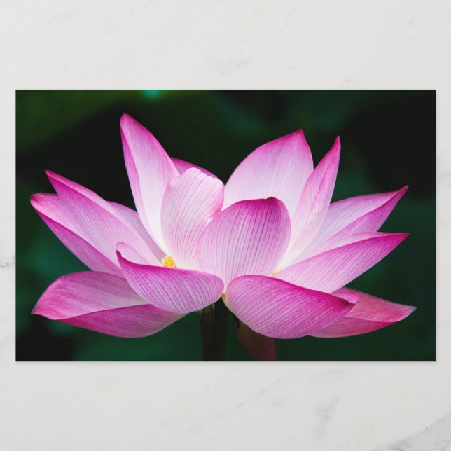 Rosa Lotus-Blume Briefpapier (Vorderseite)