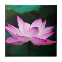 Rosa Lotus-Blume