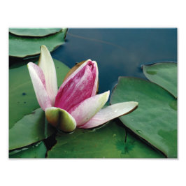 Rosa Lotus Blume Foto Lotus Blume Papier drucken