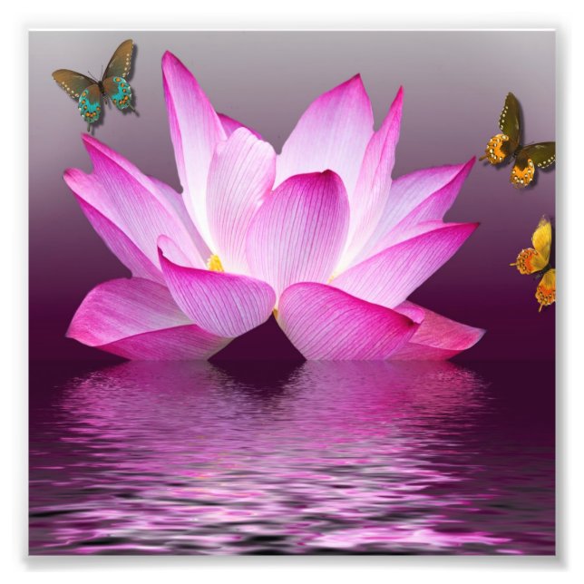 Rosa Lotus-Blume Fotodruck (Vorne)