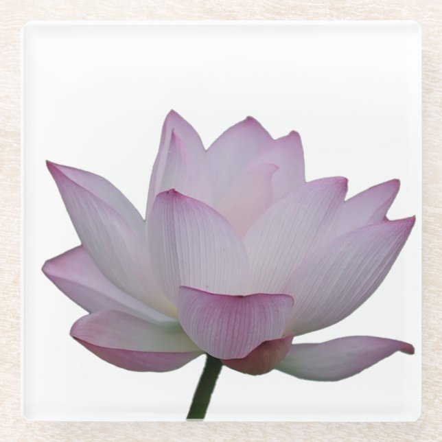 Rosa-Lotus-Blume Glasuntersetzer (Vorderseite)