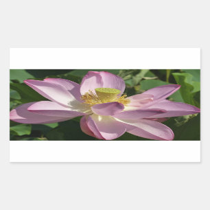 Rosa Lotus Blume II Sommerblume Rechteckiger Aufkleber