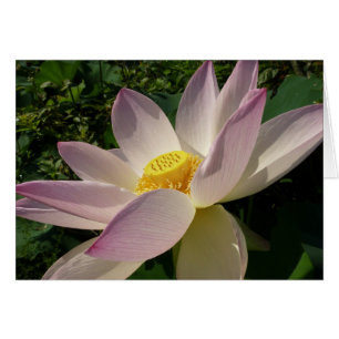 Rosa Lotus Blume III Sommer-Blütenzeit