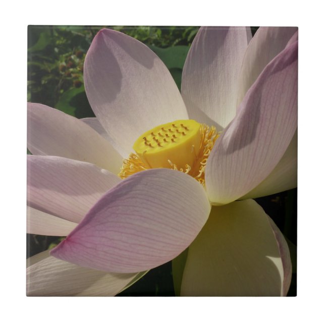 Rosa Lotus Blume III Sommer-Blütenzeit Fliese (Vorderseite)