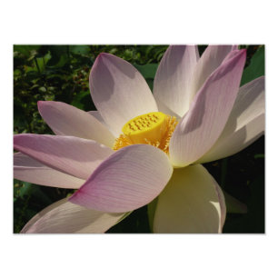 Rosa Lotus Blume III Sommer-Blütenzeit Fotodruck