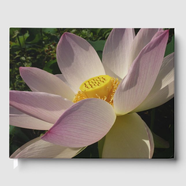 Rosa Lotus Blume III Sommer-Blütenzeit Gästebuch (Vorderseite)