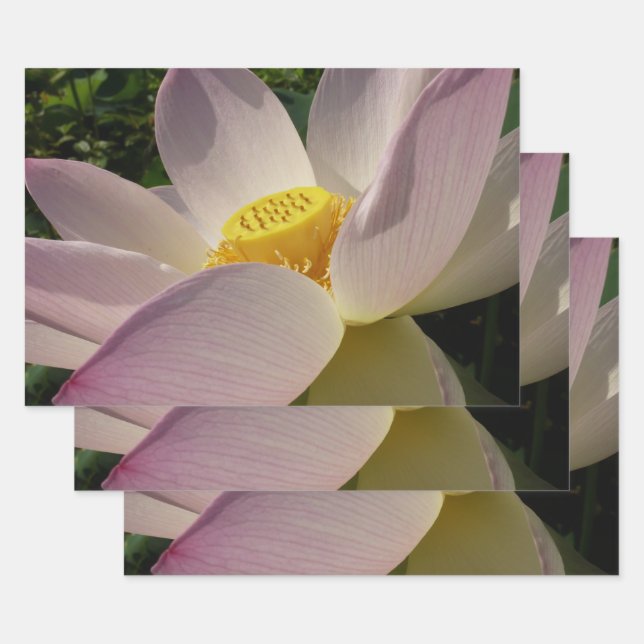 Rosa Lotus Blume III Sommer-Blütenzeit Geschenkpapier Set (Set)