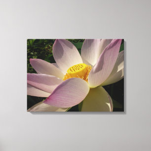 Rosa Lotus Blume III Sommer-Blütenzeit Leinwanddruck