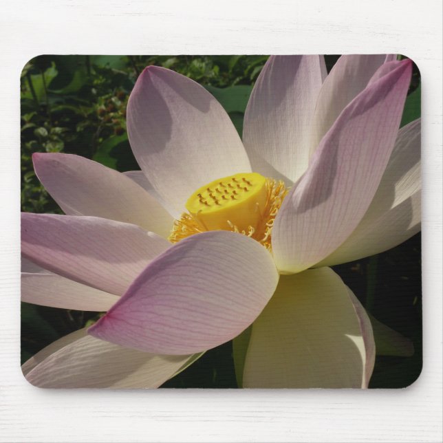 Rosa Lotus Blume III Sommer-Blütenzeit Mousepad (Vorne)