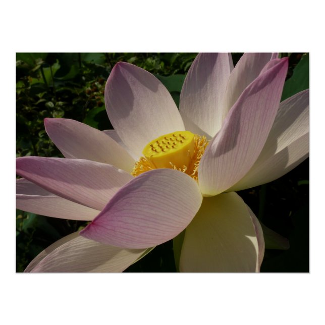 Rosa Lotus Blume III Sommer-Blütenzeit Poster (Vorderseite)