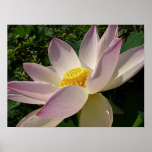 Rosa Lotus Blume III Sommer-Blütenzeit Poster