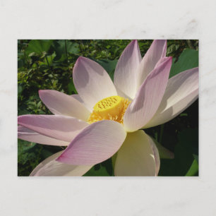 Rosa Lotus Blume III Sommer-Blütenzeit Postkarte