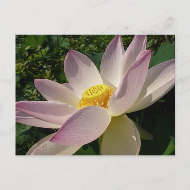 Rosa Lotus Blume III Sommer-Blütenzeit Postkarte (Vorderseite)