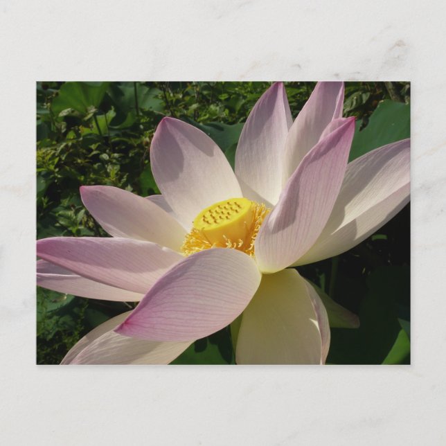Rosa Lotus Blume III Sommer-Blütenzeit Postkarte (Vorderseite)