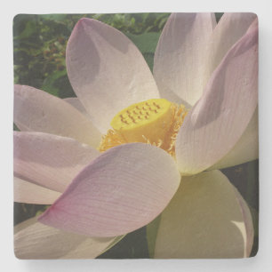 Rosa Lotus Blume III Sommer-Blütenzeit Steinuntersetzer
