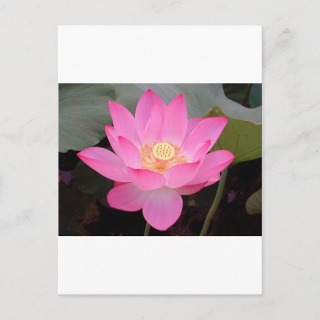 Rosa Lotus-Blume im Blut Postkarte (Vorderseite)