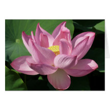 Rosa Lotus Blume IV