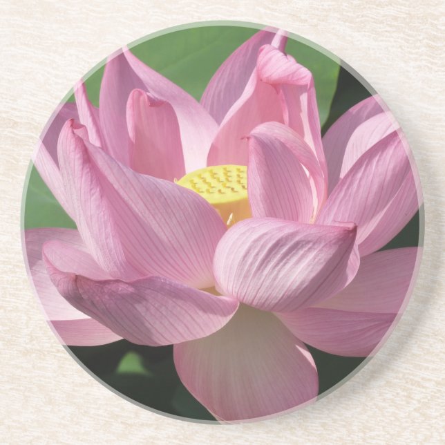 Rosa Lotus Blume IV Getränkeuntersetzer (Vorne)