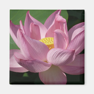 Rosa Lotus Blume IV Magnet