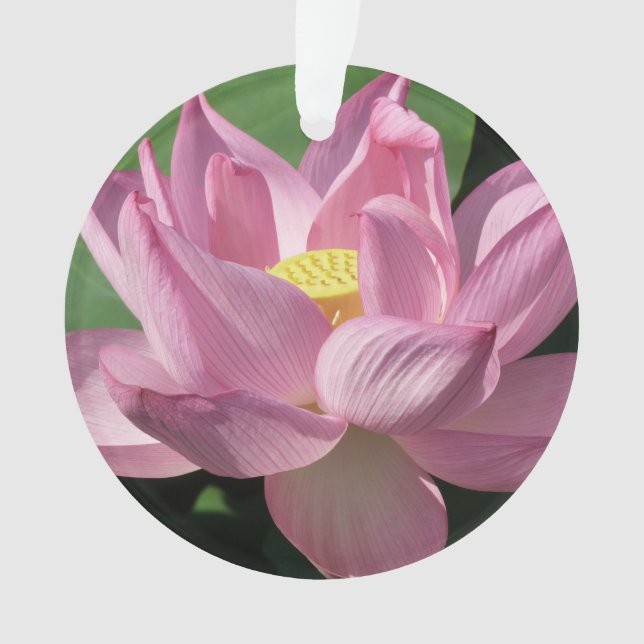 Rosa Lotus Blume IV Ornament (Vorderseite)