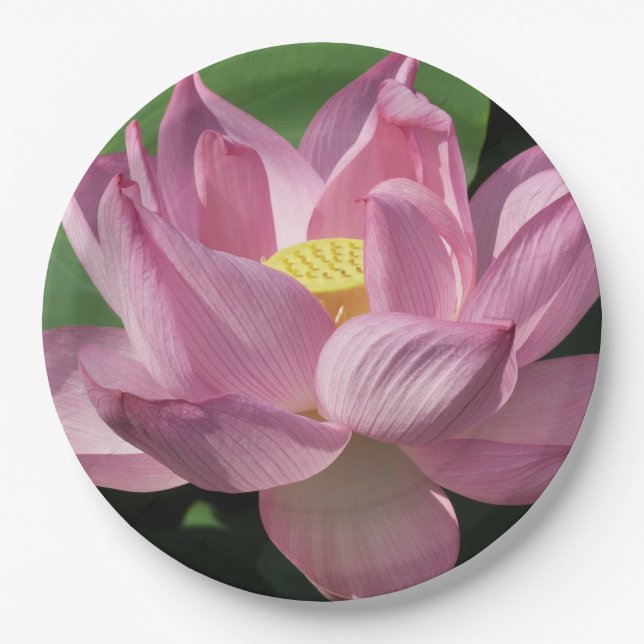 Rosa Lotus Blume IV Pappteller (Vorderseite)