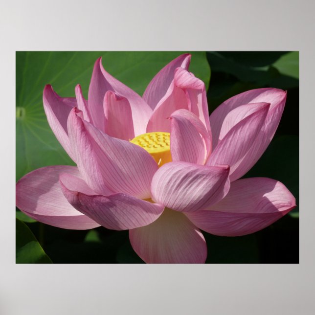 Rosa Lotus Blume IV Poster (Vorne)