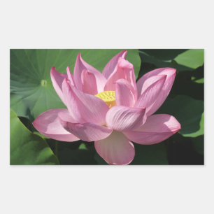 Rosa Lotus Blume IV Rechteckiger Aufkleber
