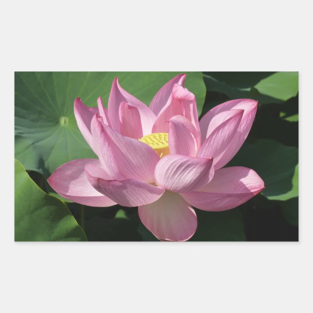 Rosa Lotus Blume IV Rechteckiger Aufkleber (Vorderseite)