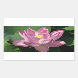 Rosa Lotus Blume IV Rechteckiger Aufkleber